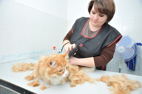 Стрижка вашего питомца