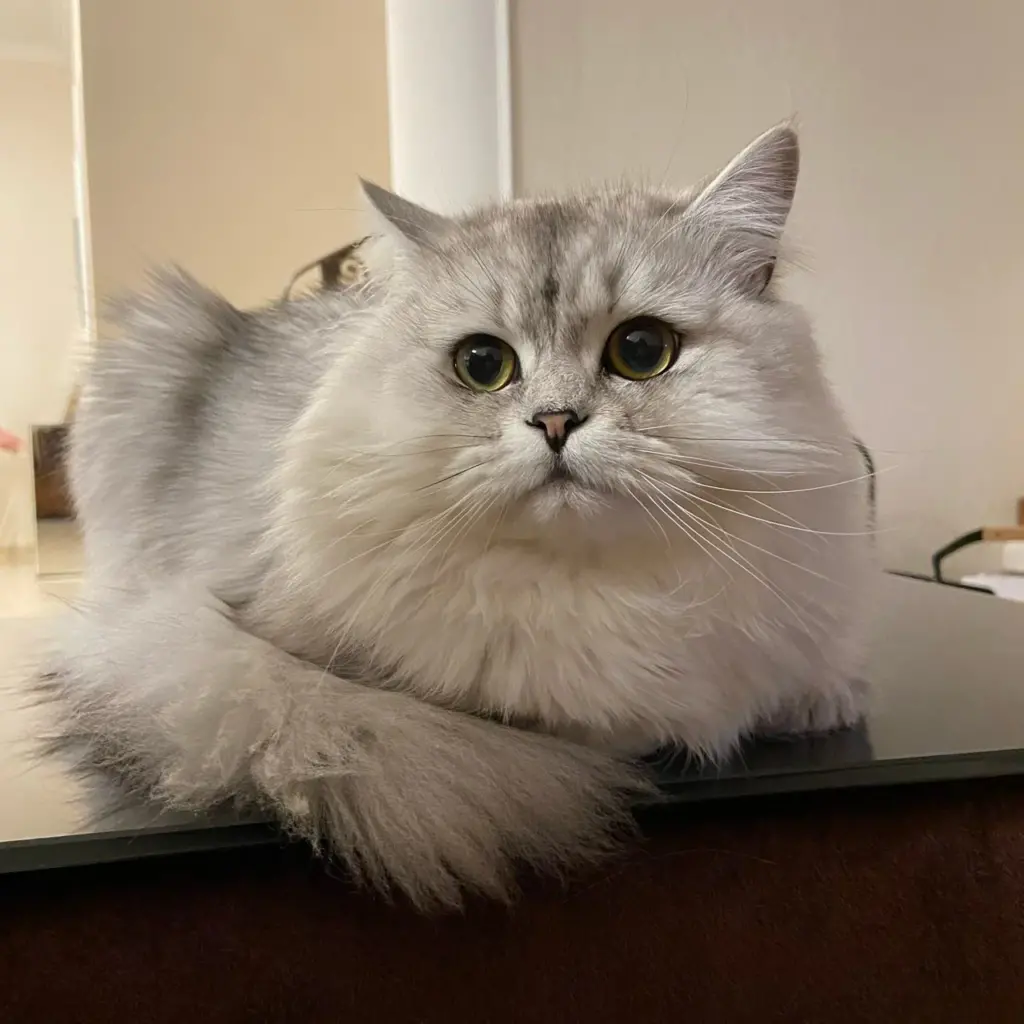 лечение кошек в Истре